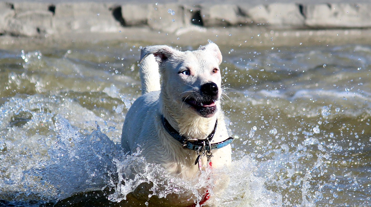 dog water sea free photo