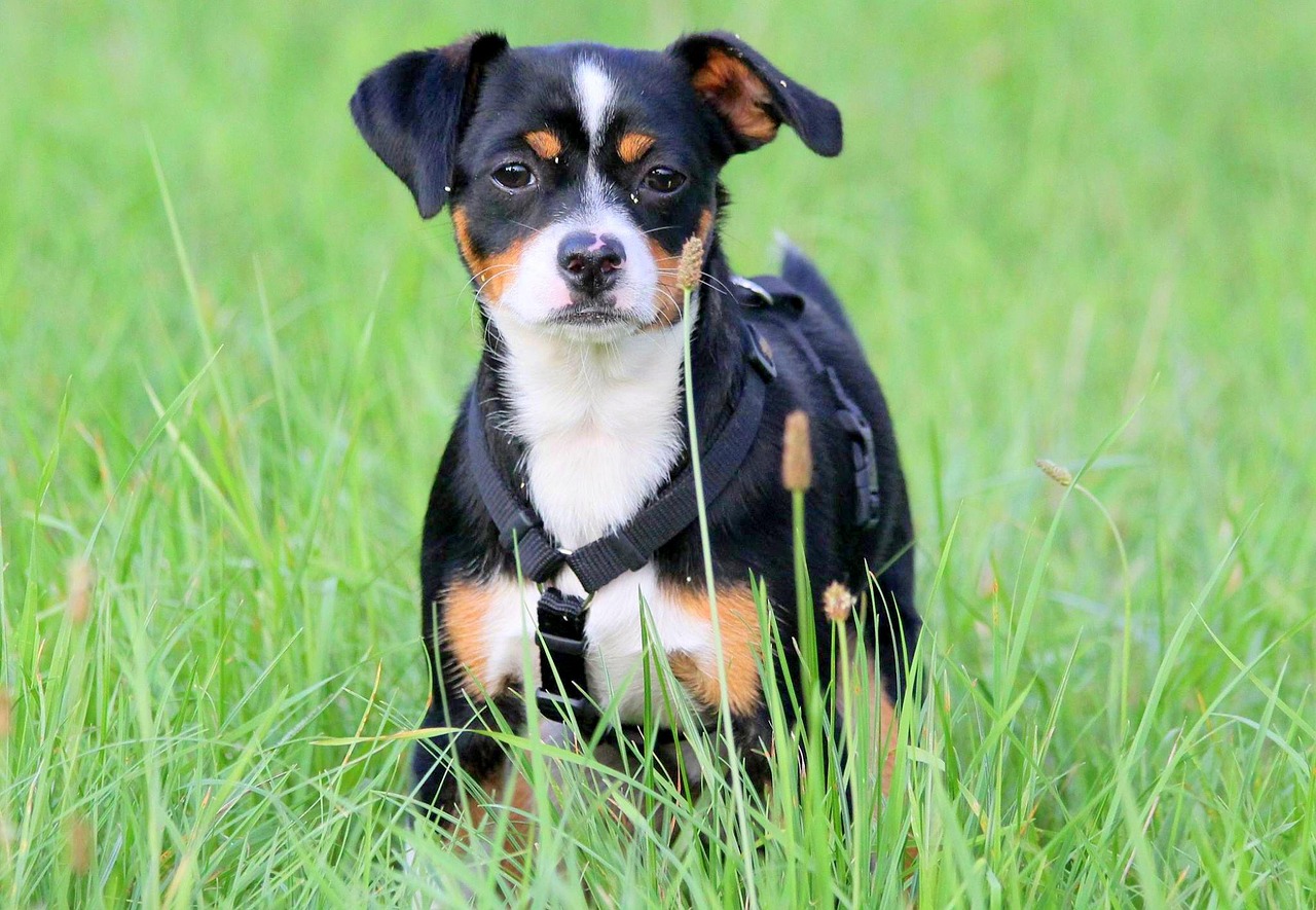 dog meadow dog on meadow free photo