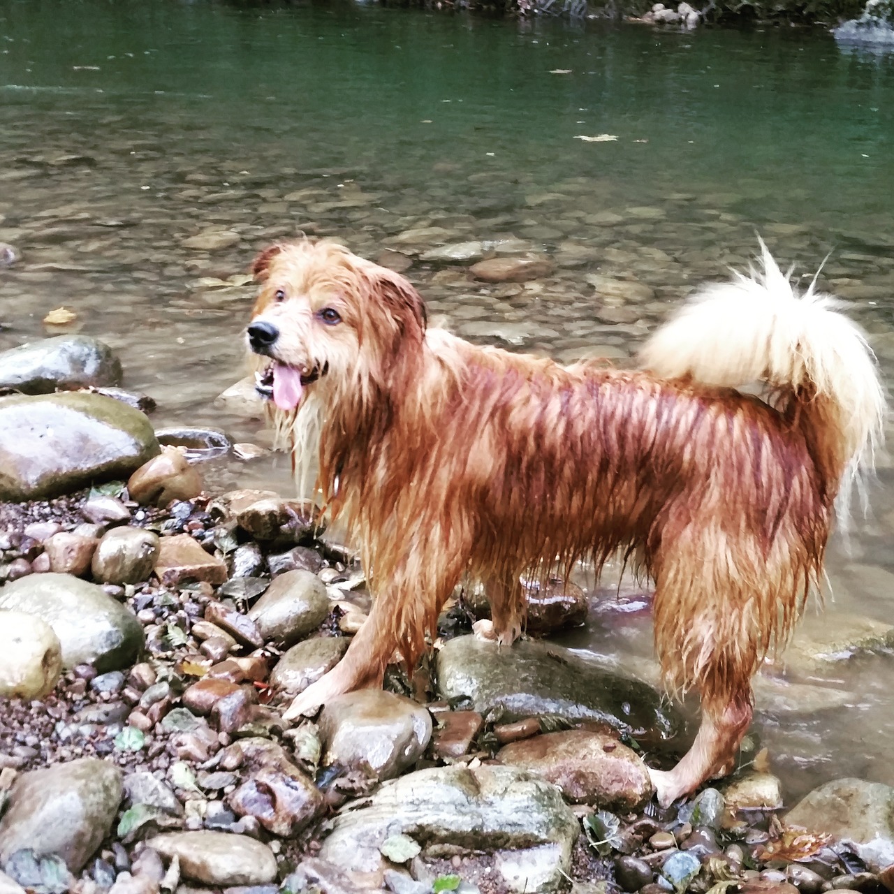 dog happy river free photo