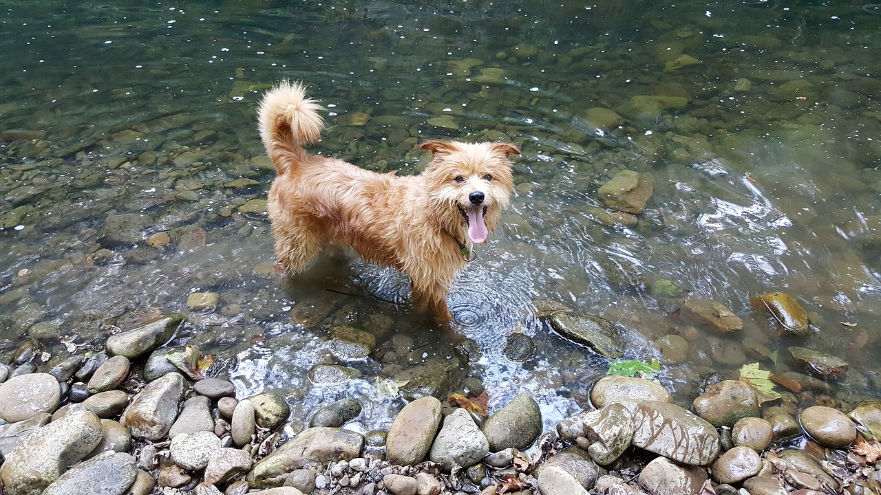 dog happy nature free photo