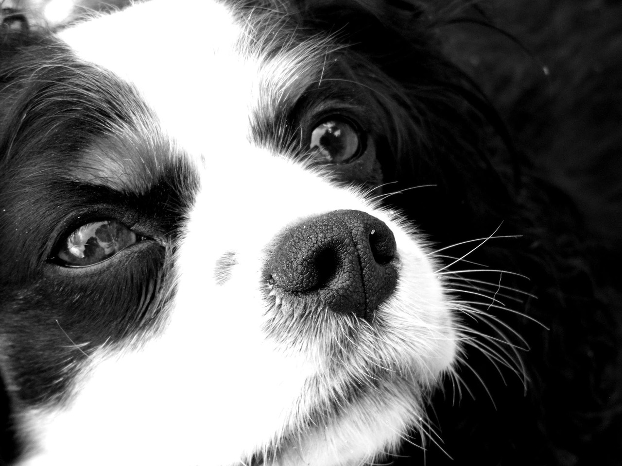 dog canine spaniel free photo