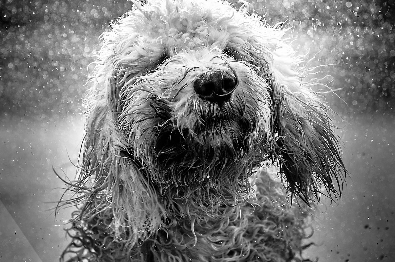 dog goldendoodle water free photo