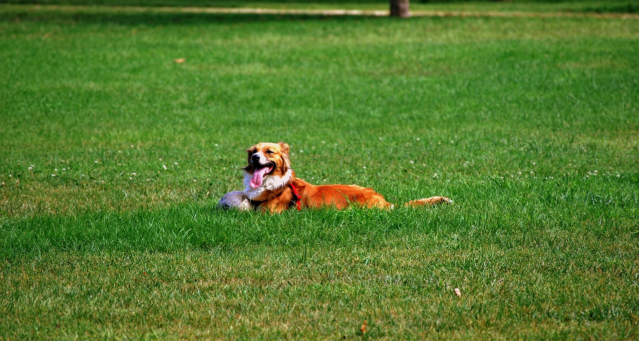 dog prato garden free photo