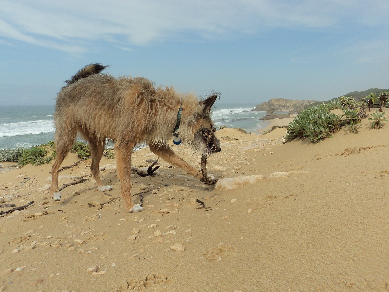 dog beach walk free photo