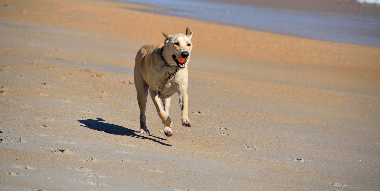 dog fetching ball beach free photo