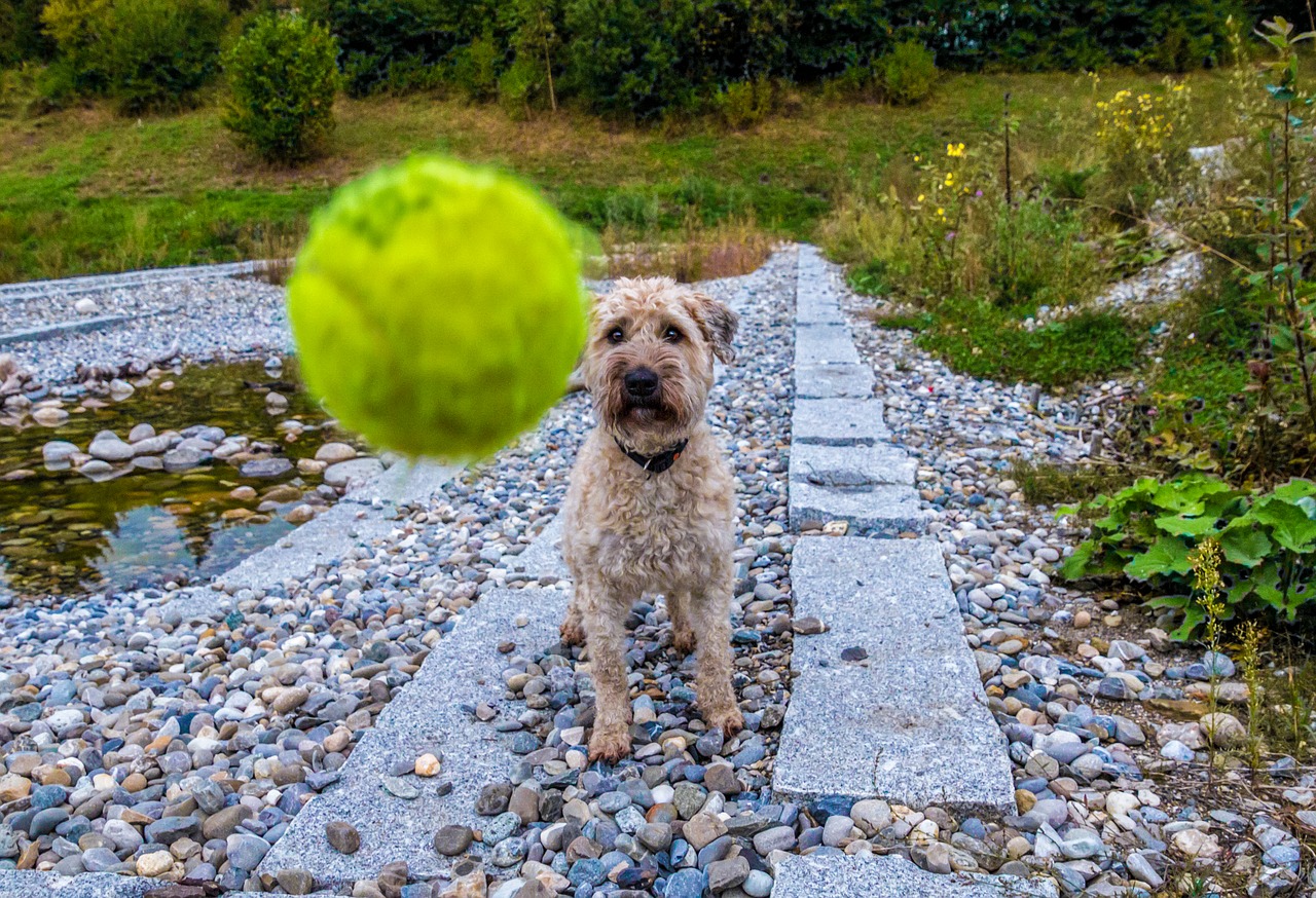 dog ball play free photo