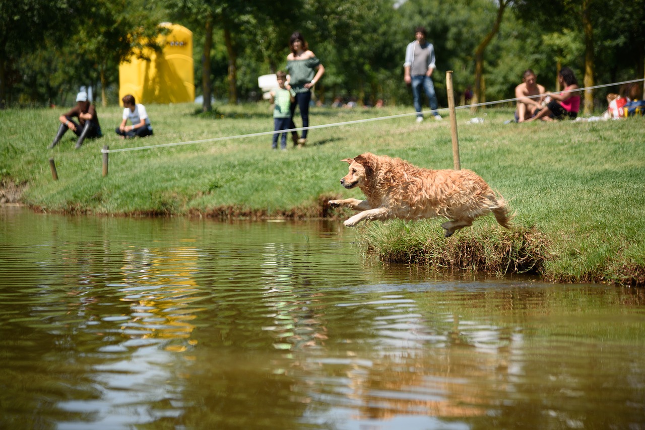 dog salta water free photo