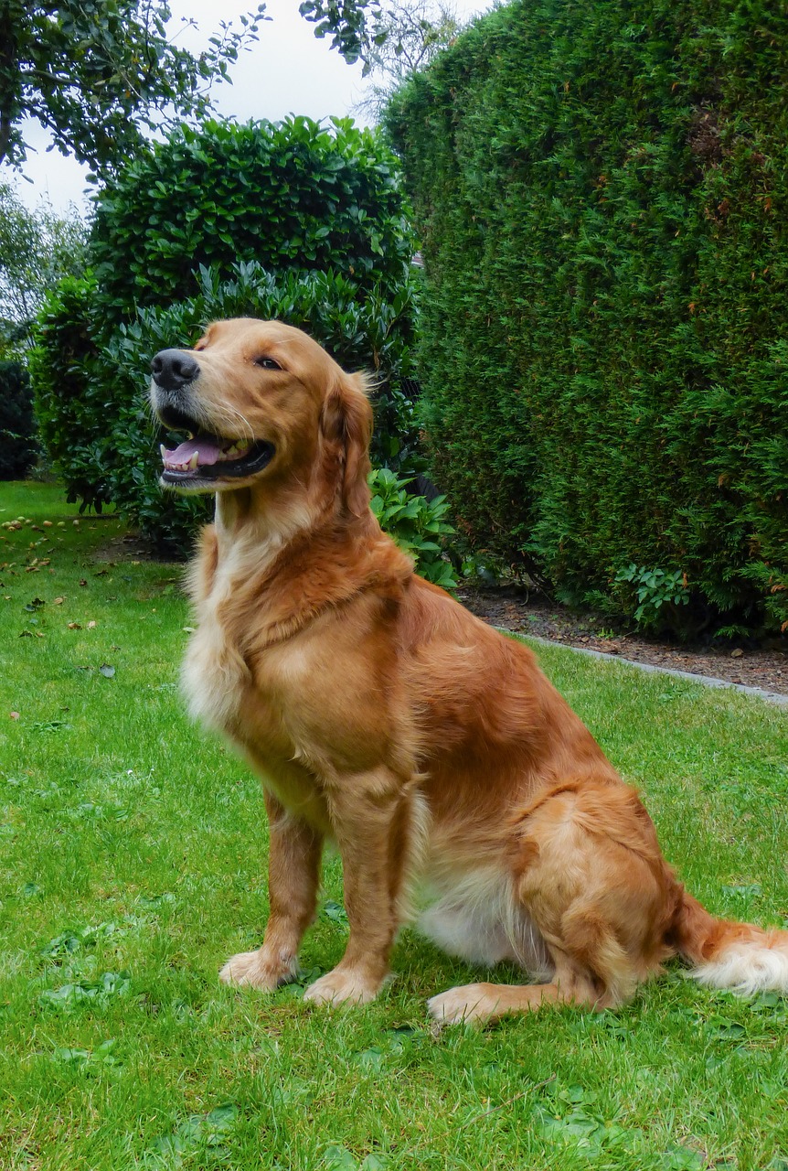 dog dog on meadow hundeportrait free photo