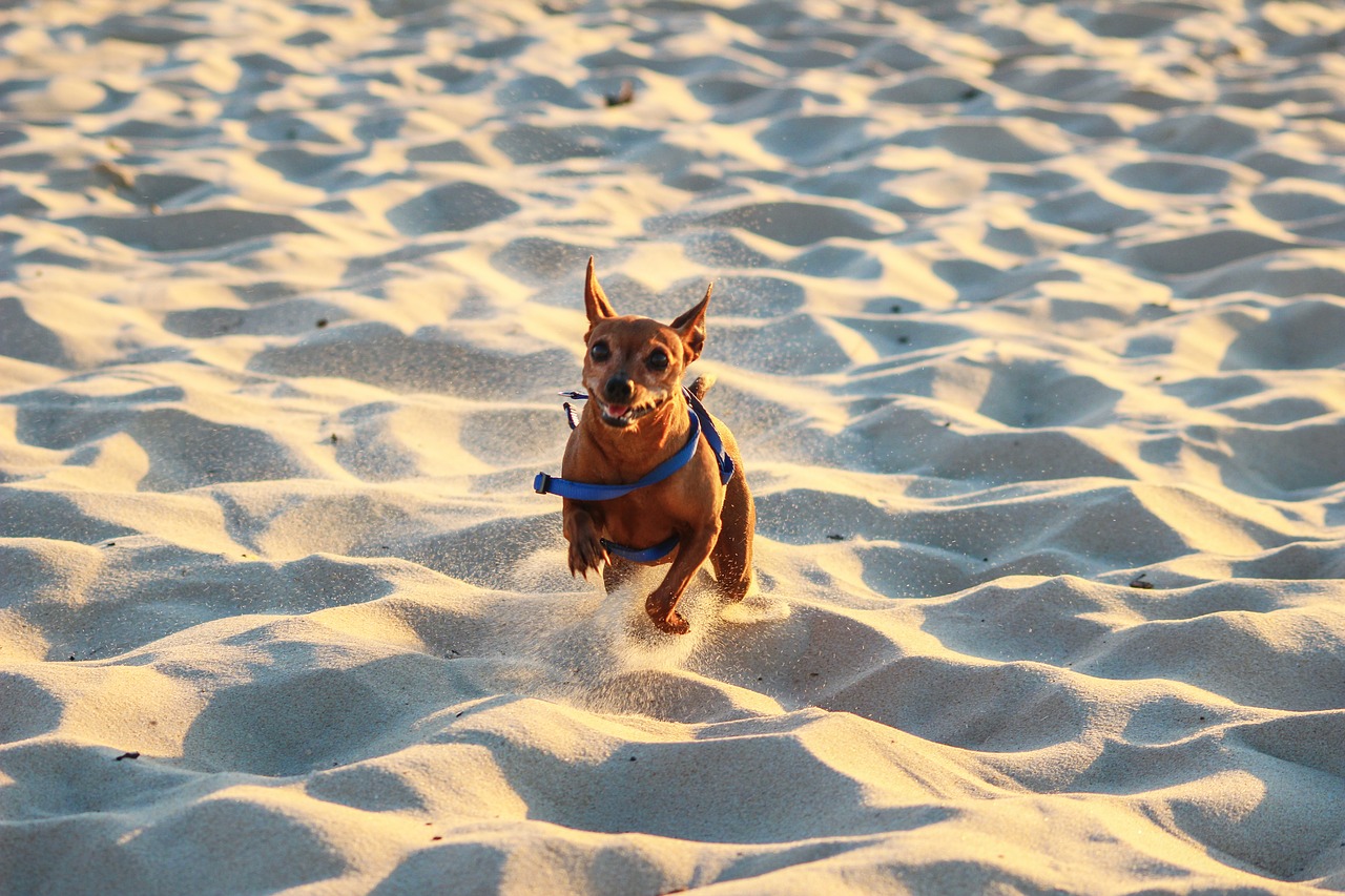dog race beach free photo