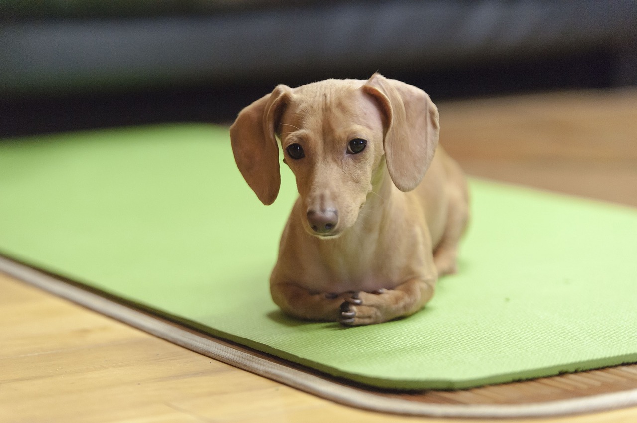 dog dachshund looking free photo