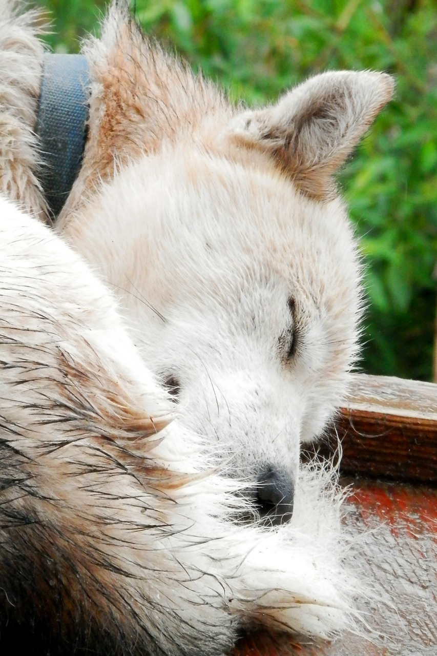 dog husky sleep free photo