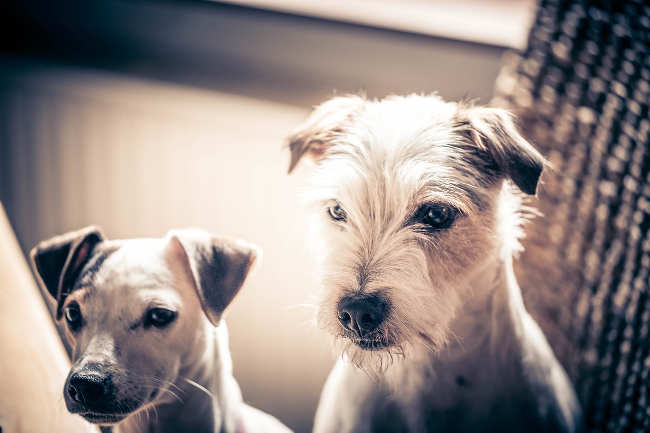 dogs pets jack russell terrier free photo