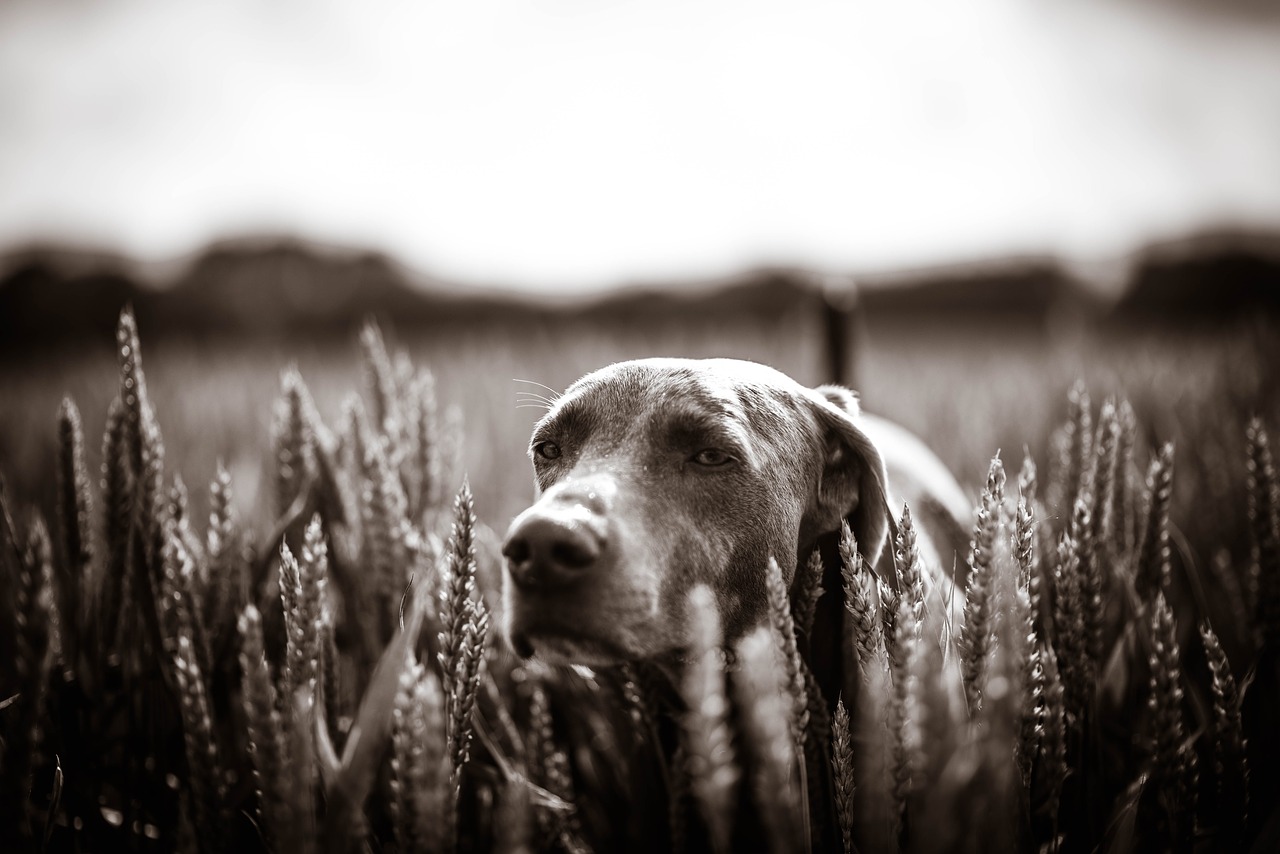 dog labrador meadow free photo