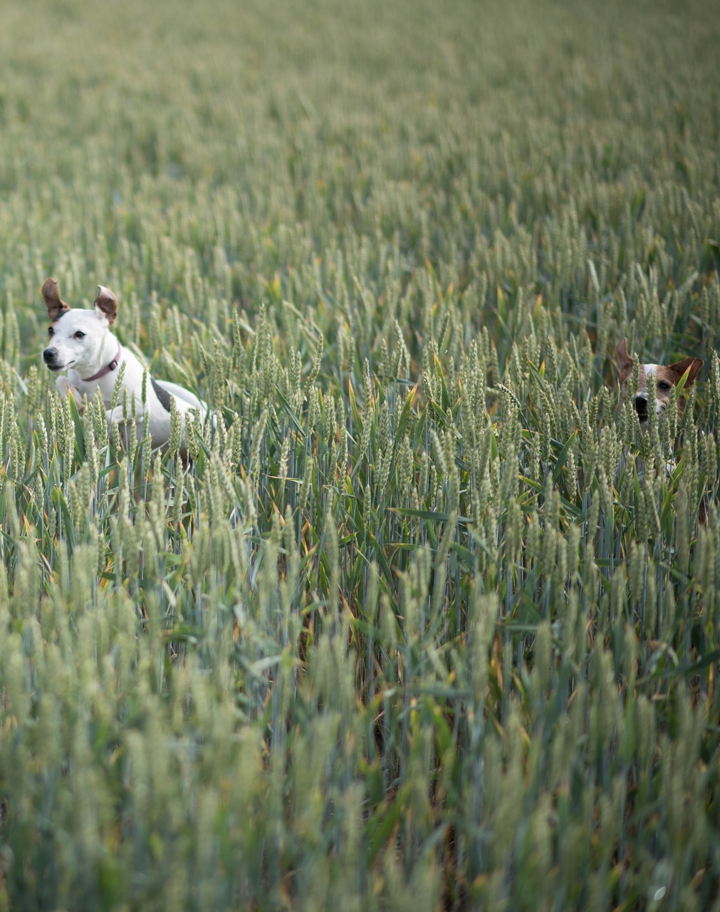 dog meadow terrier free photo