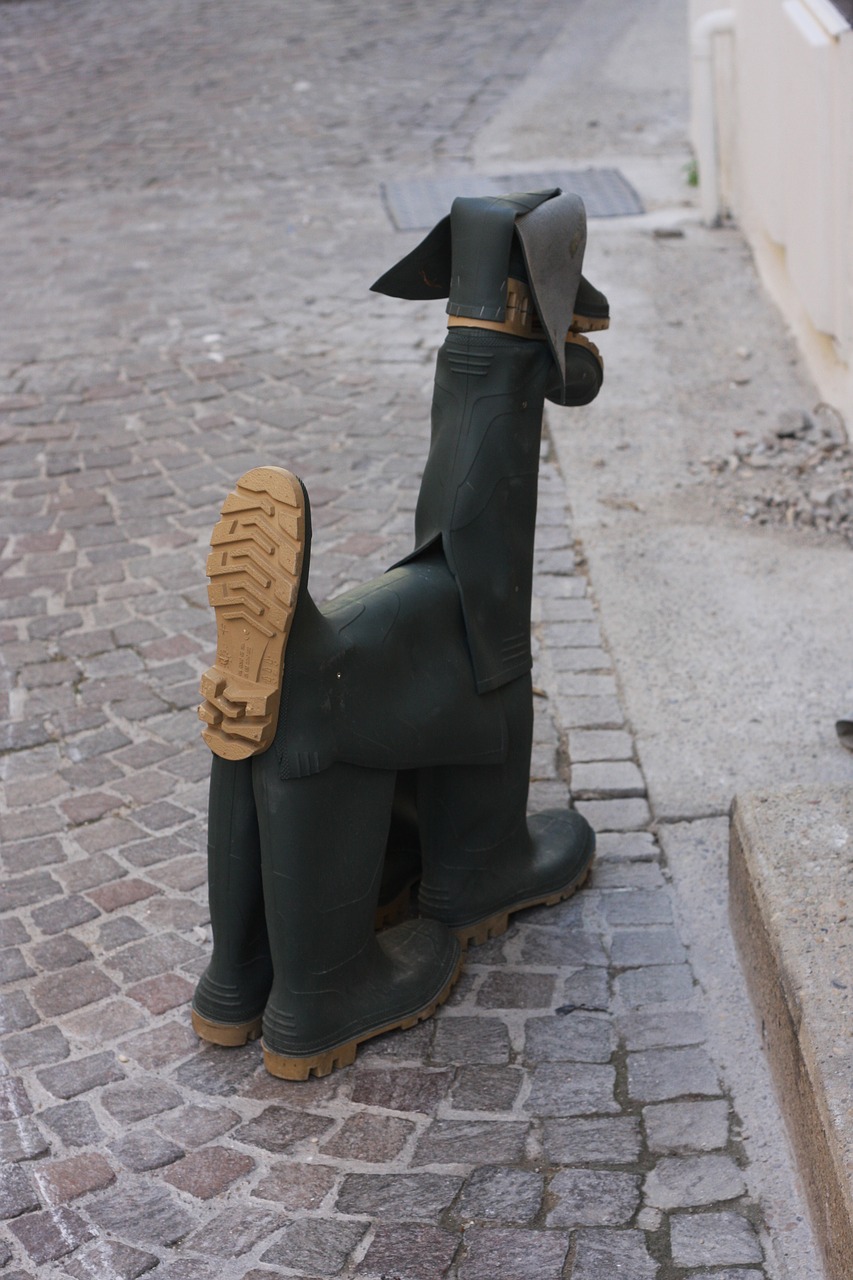 dog wellingtons gum boots free photo