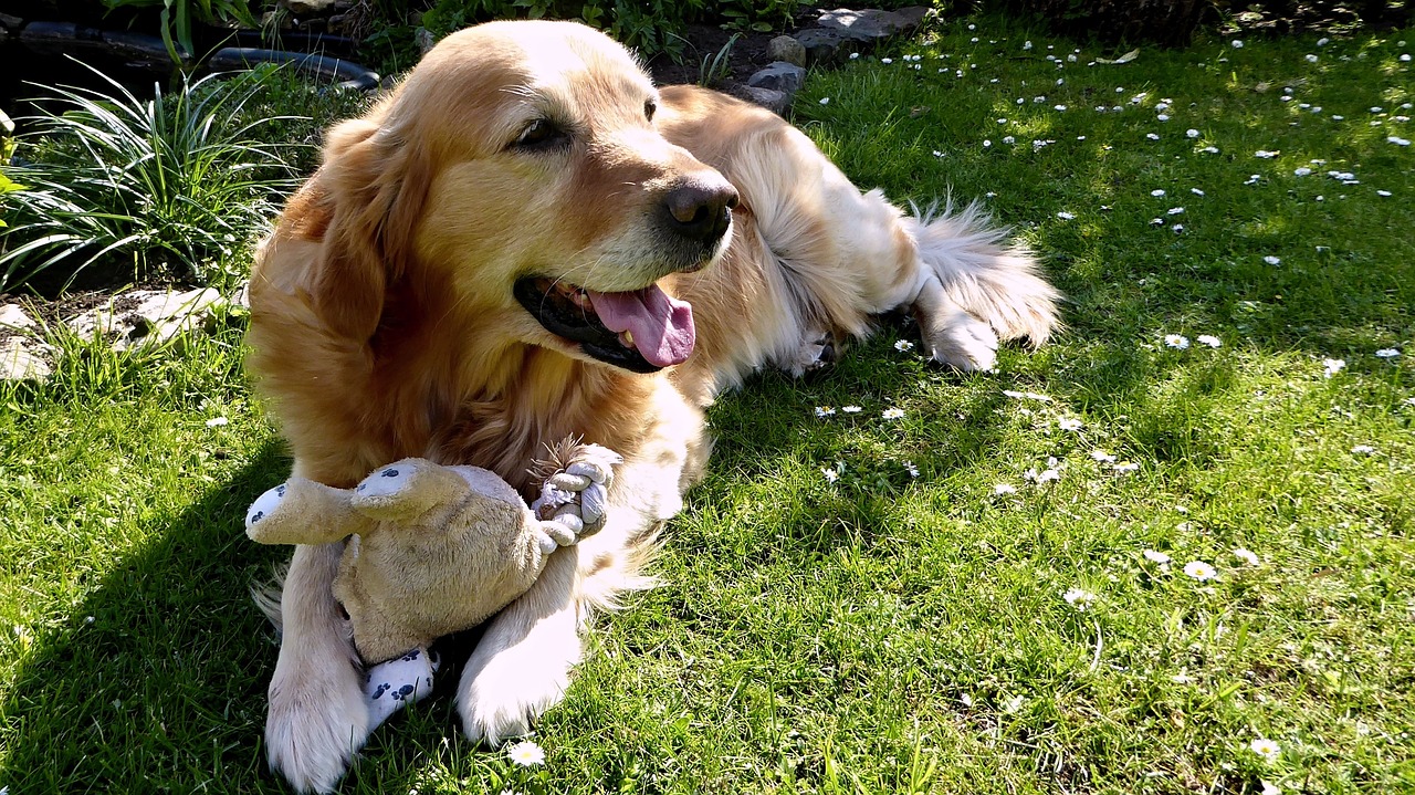 dog golden retriever garden free photo