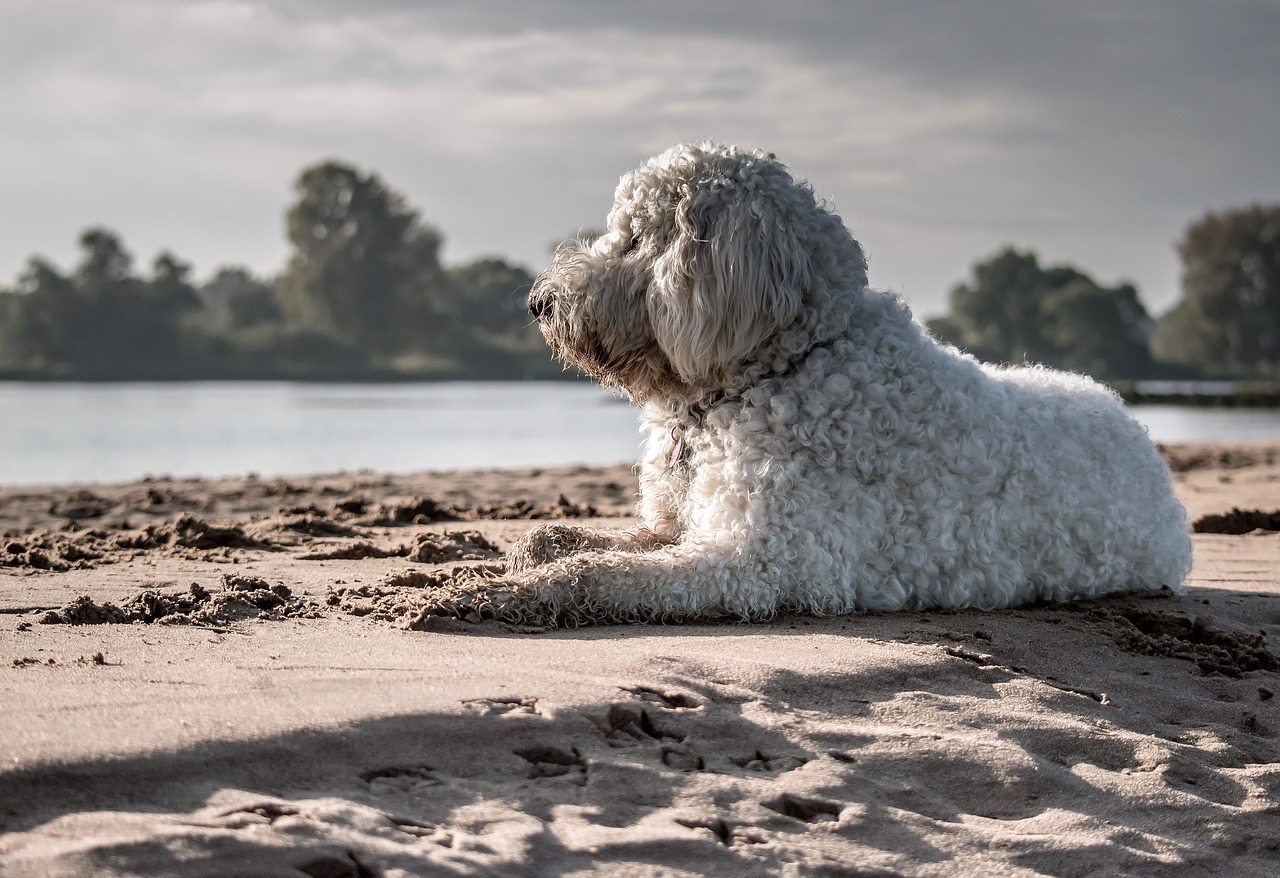 dog goldendoodle enjoy the sun free photo