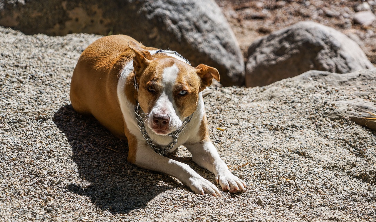 dog canine breed free photo