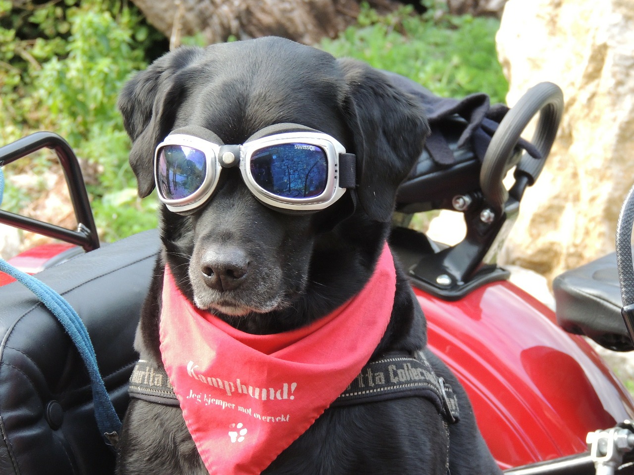 dog sidecar sunglasses free photo