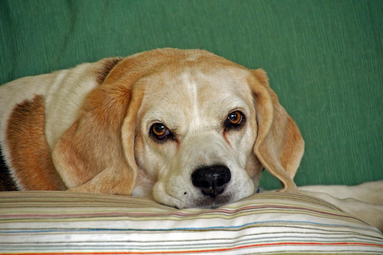 dog beagle hound free photo