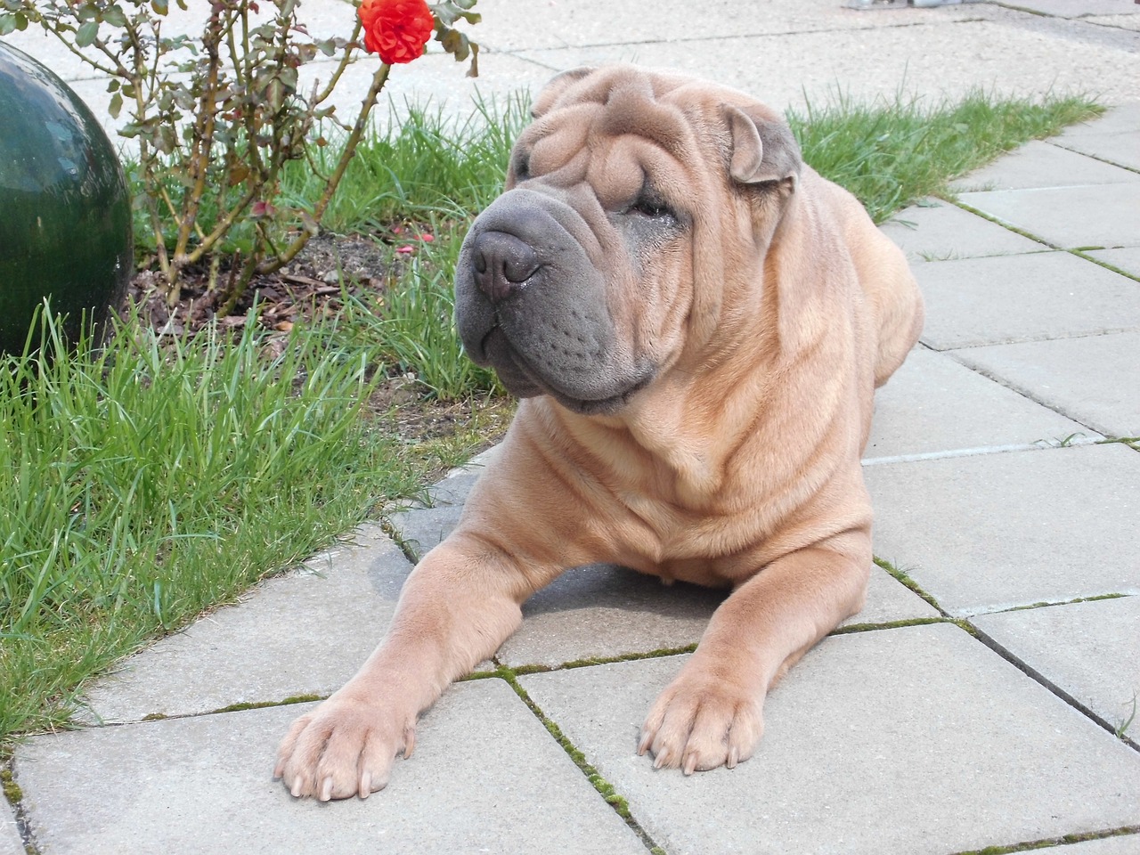 dog wrinkle dog shar pei free photo