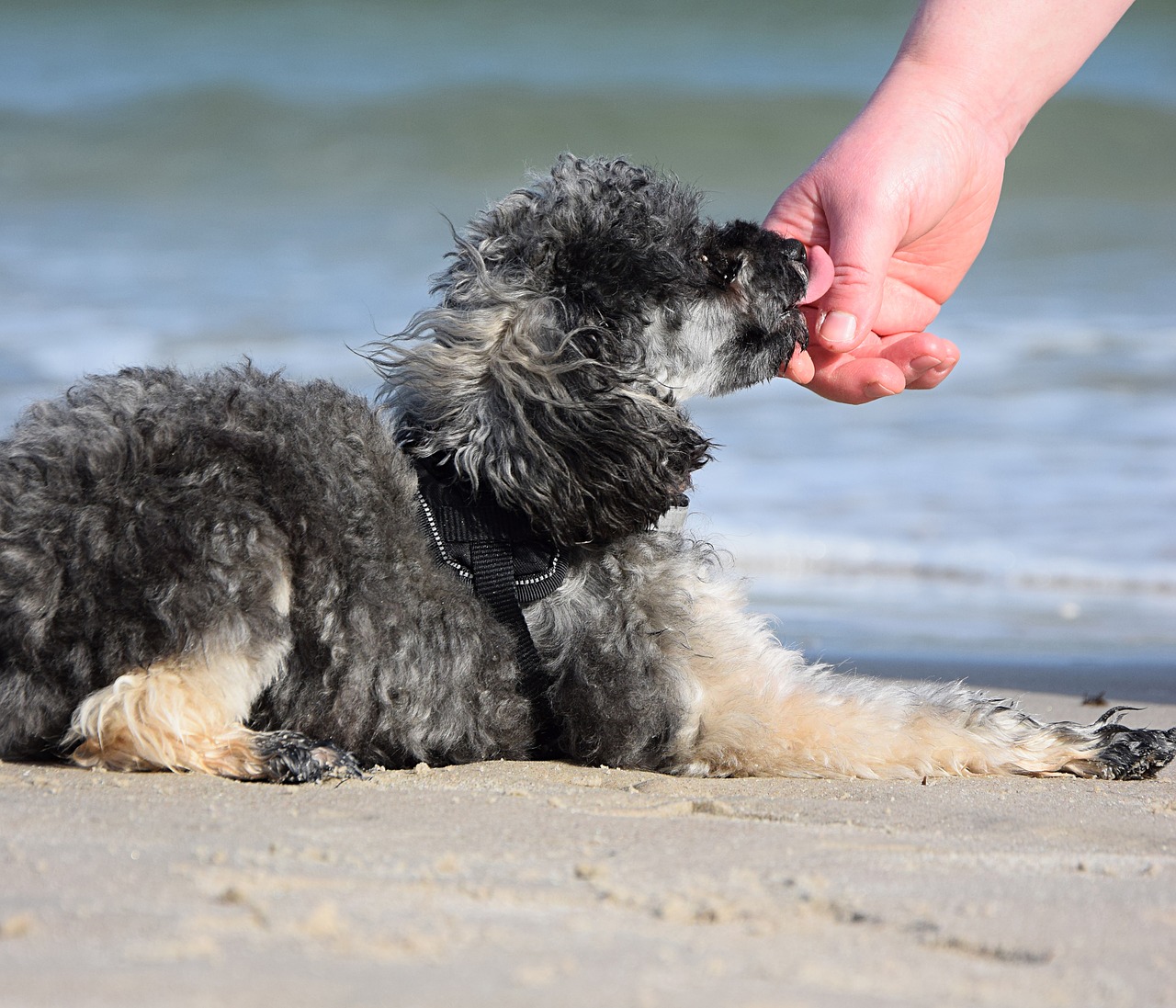 dog play tongue free photo