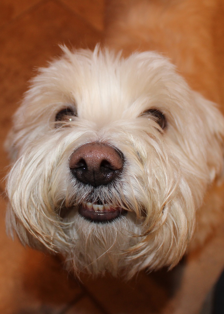 dog bichon frise terrier free photo