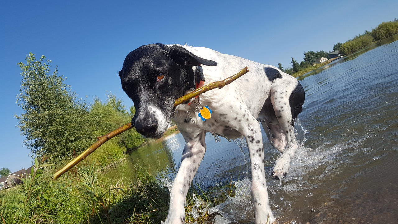 dog fetch pond free photo