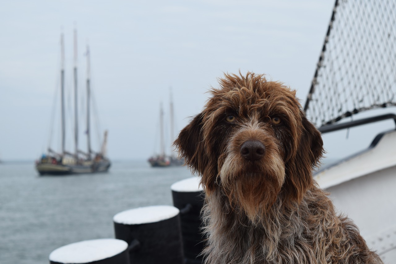 dog race ship free photo