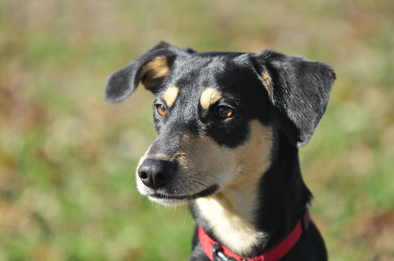 dog portrait close up free photo