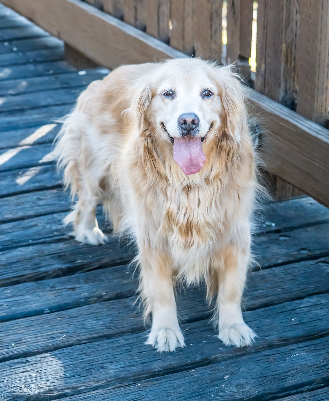 dog canine golden retriever free photo