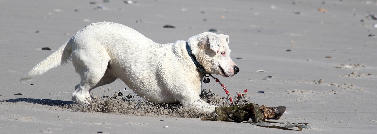 dog beach sea free photo