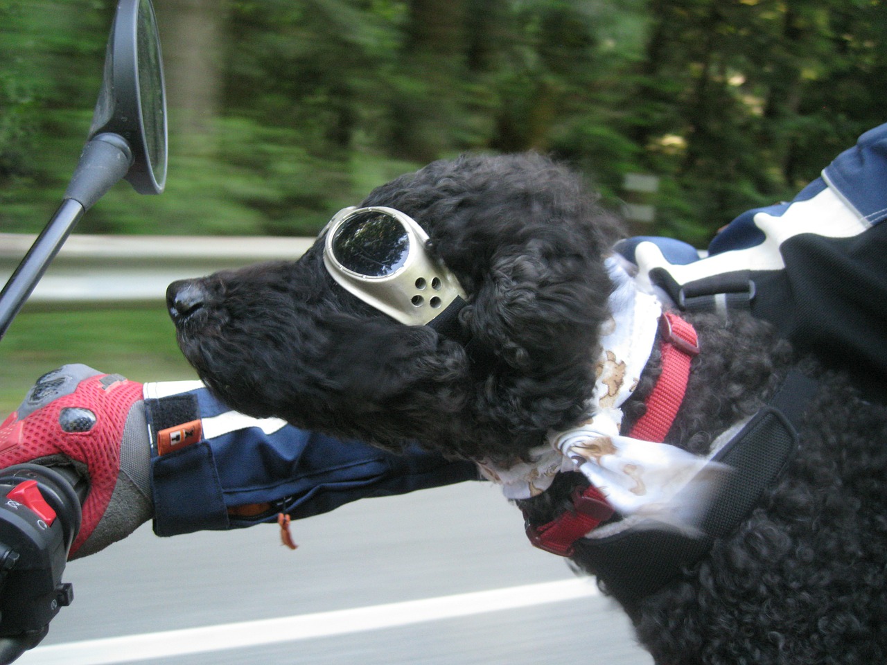 dog motorcycle benson free photo