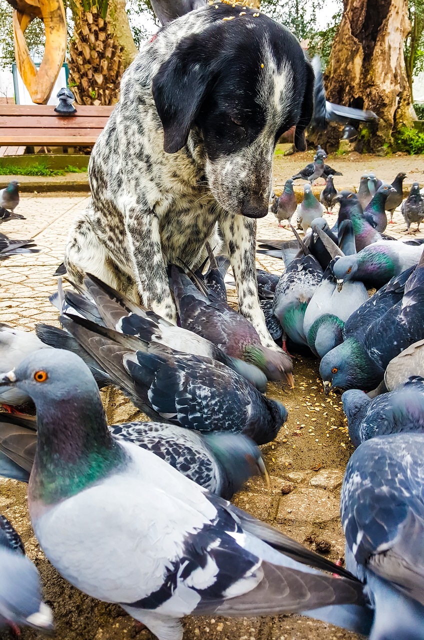 dog pigeon animal free photo