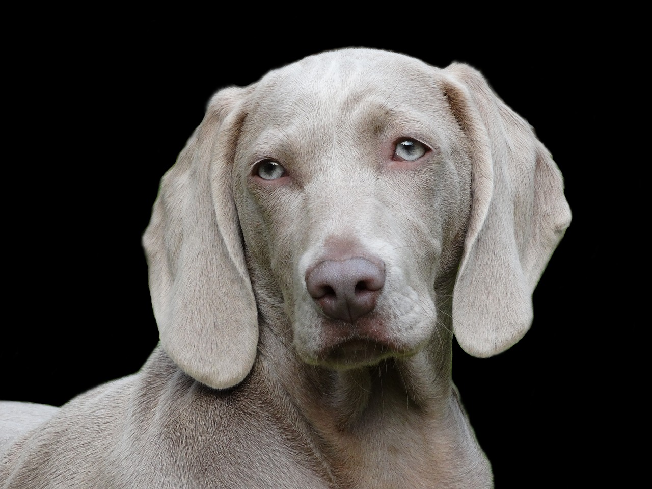 dog weimaraner portrait free photo