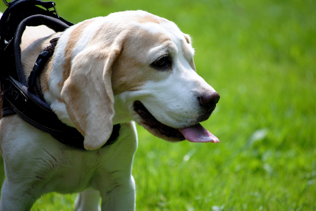 dog beagle pet free photo