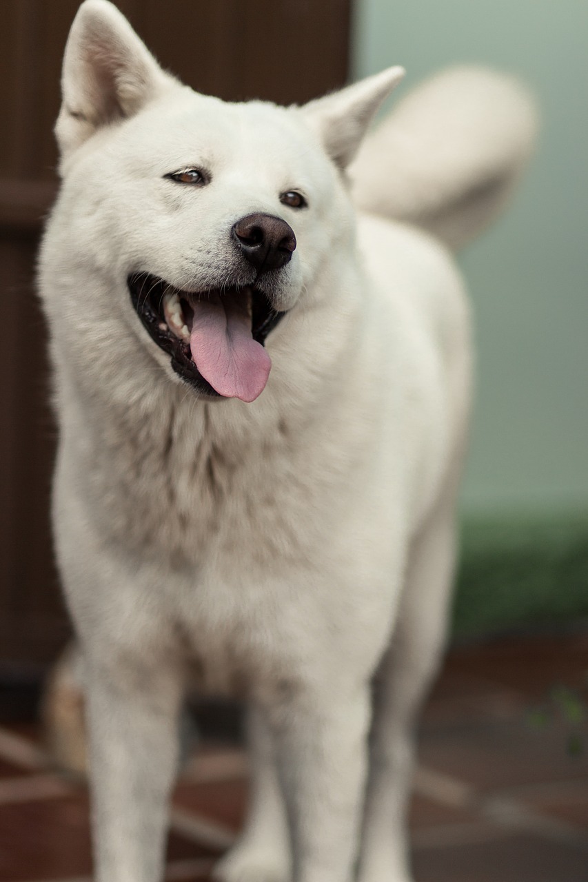 dog akita smile free photo