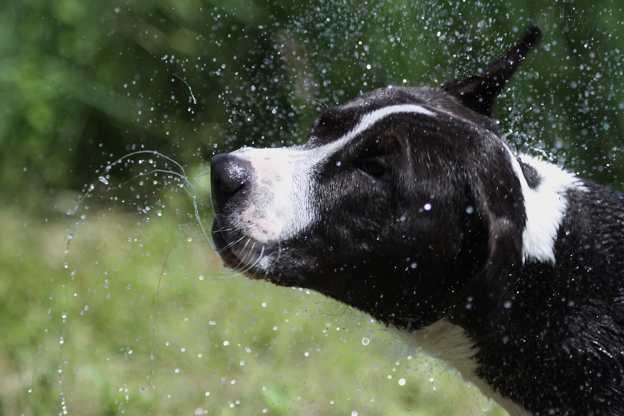 dog wet water free photo