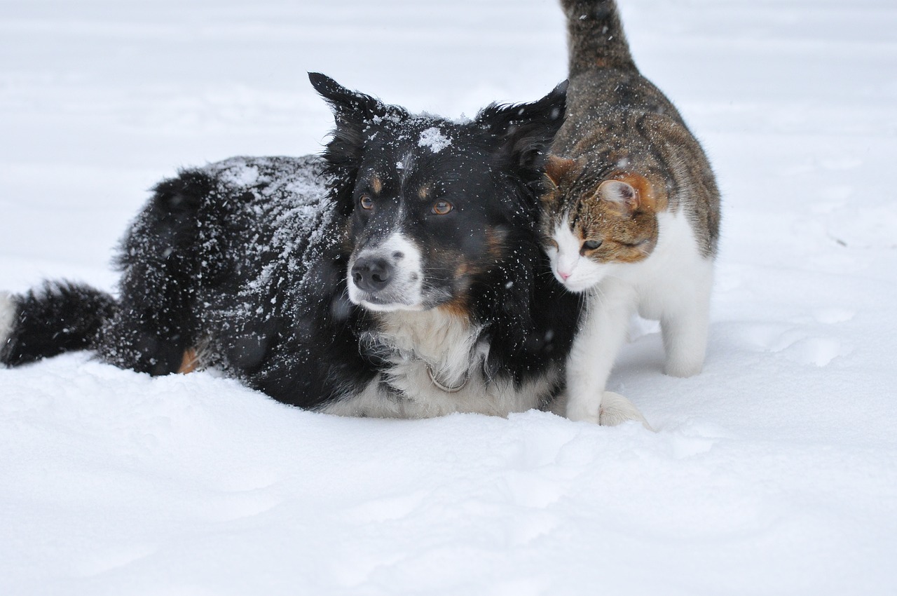 dog cat snow free photo