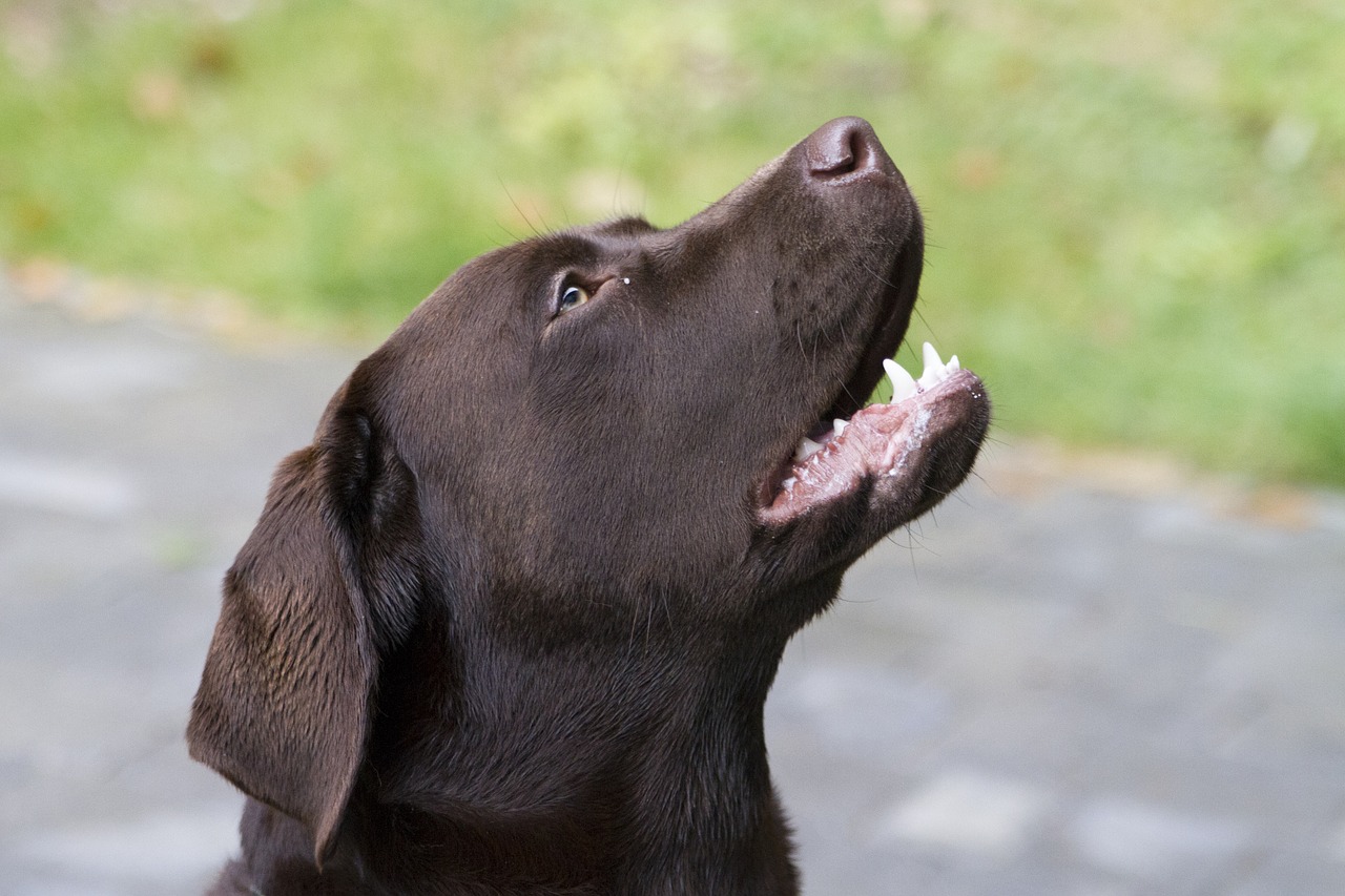 dog labrador retriever free photo