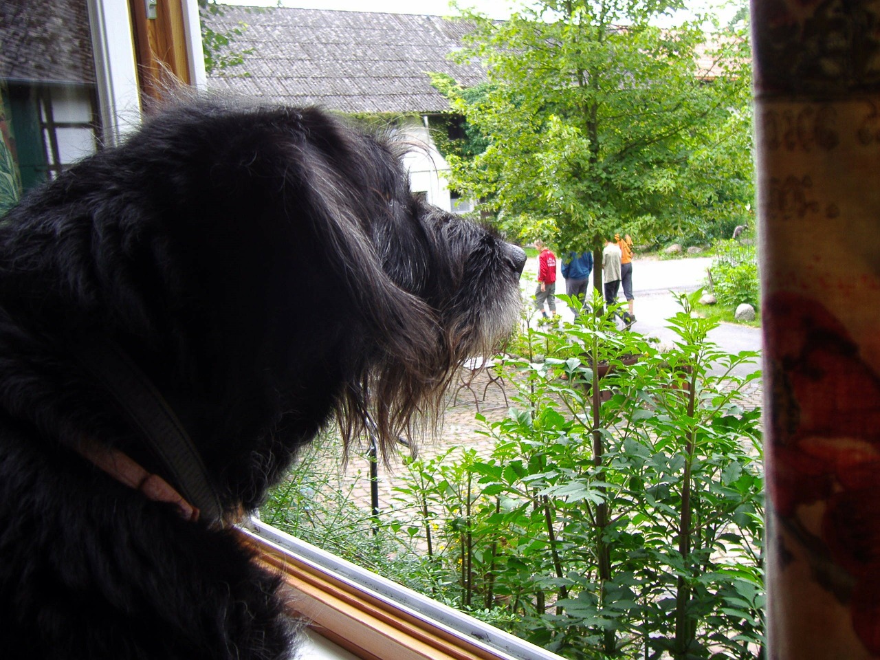 dog window views outlook free photo