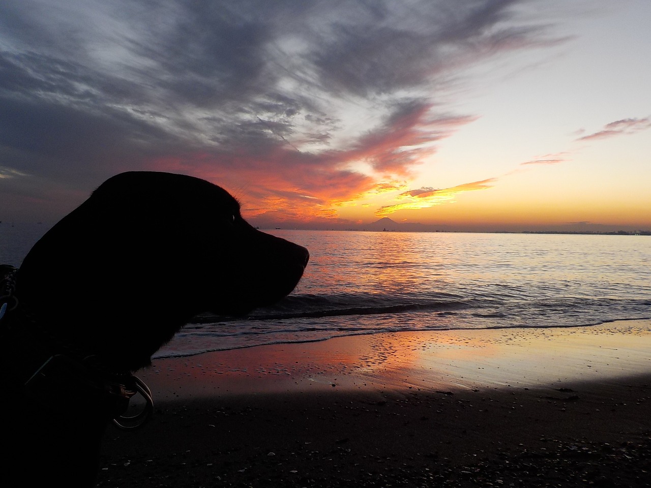 dog labrador retriever sunset free photo