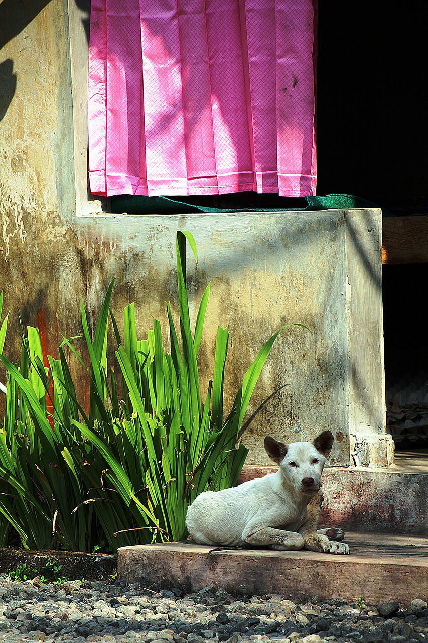 dog portrait mammal free photo