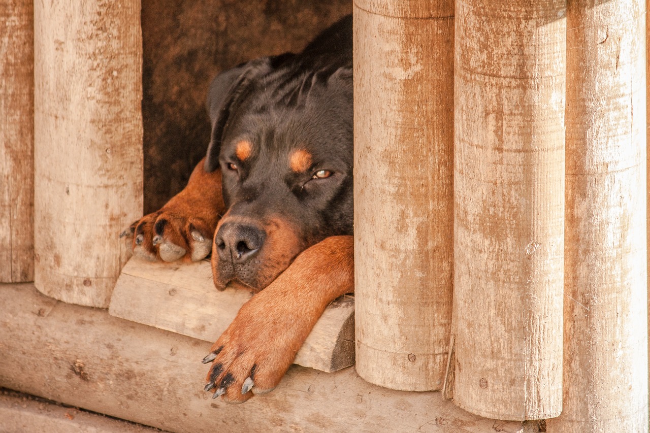 rottweiler dog sleep free photo