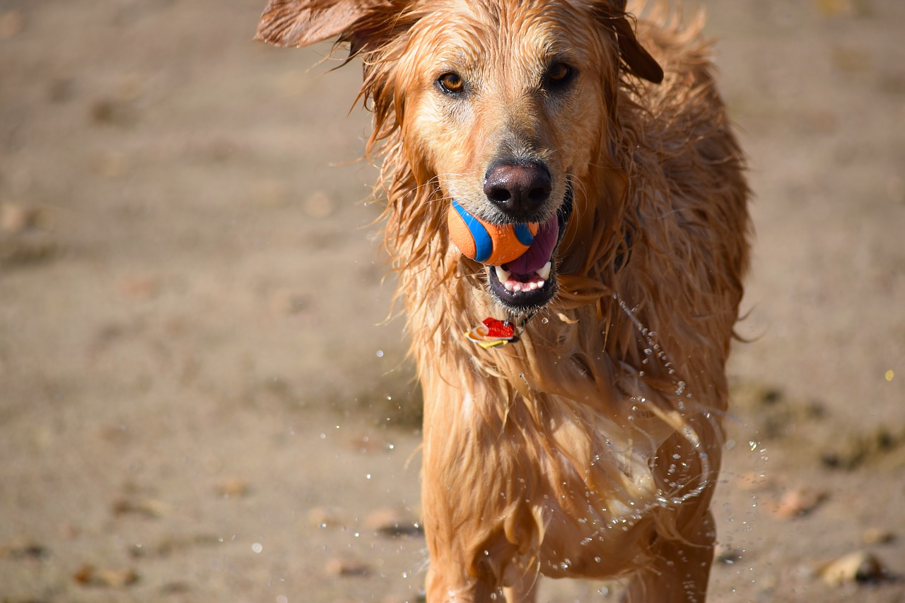 dog ball swim free photo