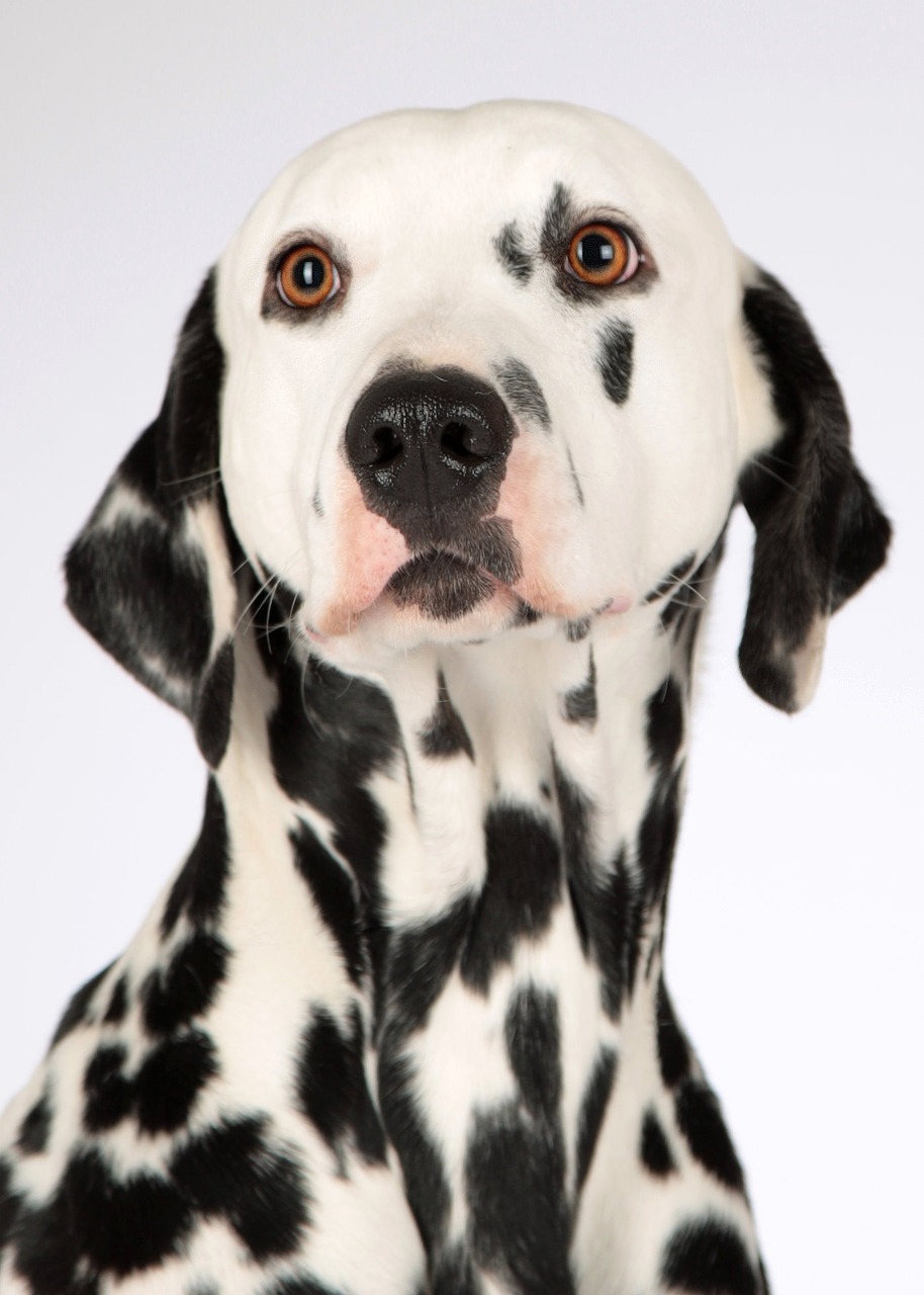 dog dalmatians animal portrait free photo