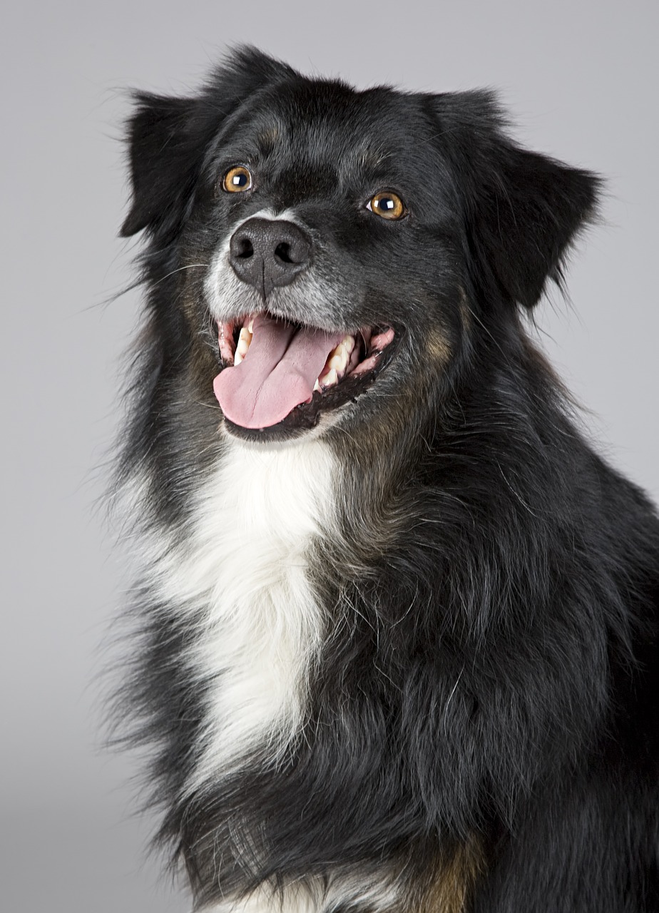 dog animal portrait sheltie free photo