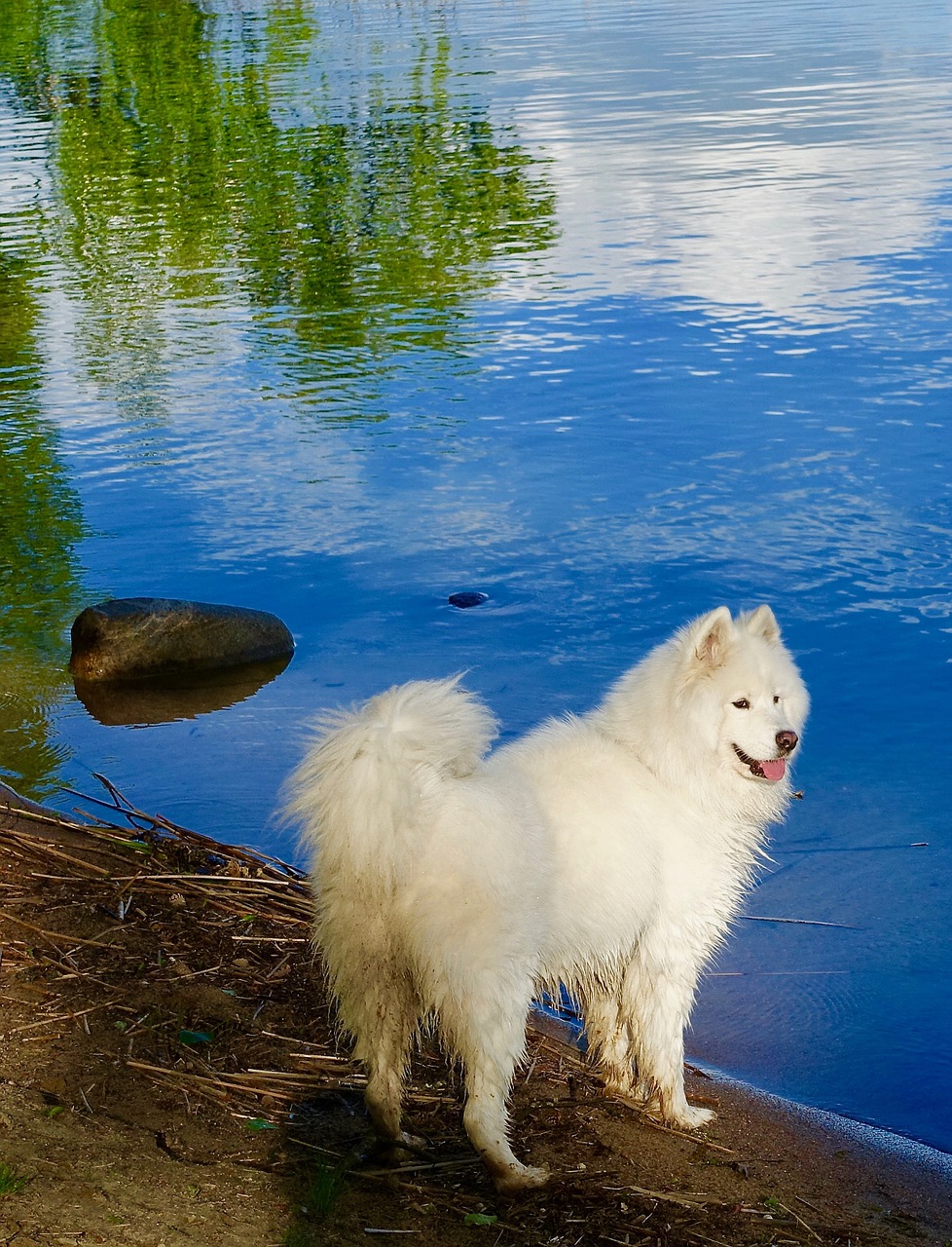 dog white husky free photo