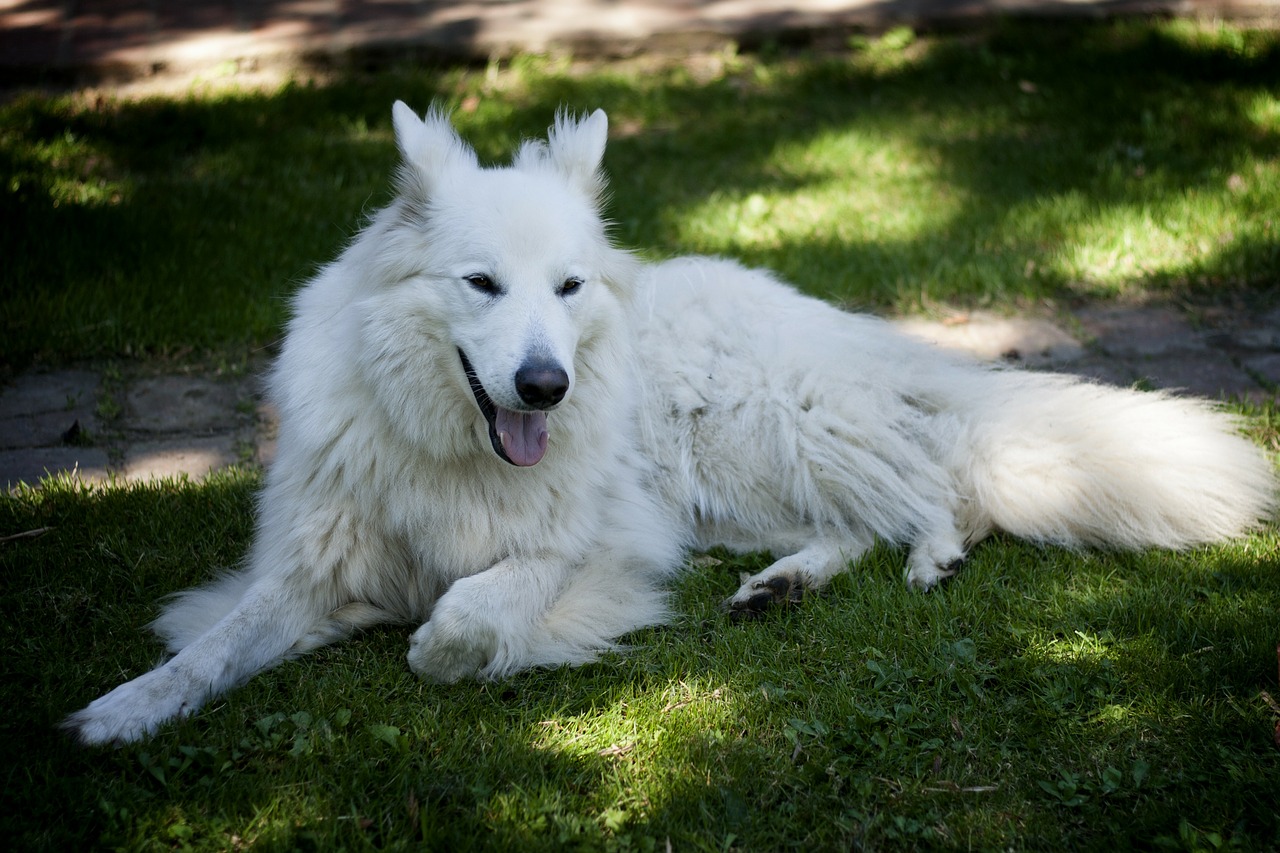 dog animals grass free photo