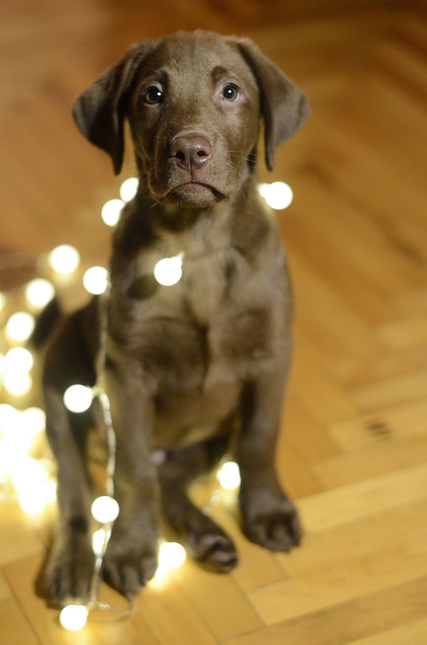 dog labrador christmas free photo